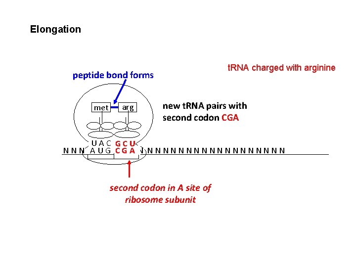 Elongation t. RNA charged with arginine peptide bond forms met arg new t. RNA