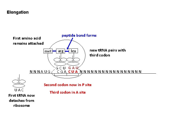 Elongation peptide bond forms First amino acid remains attached met NNNAUG UAC First t.