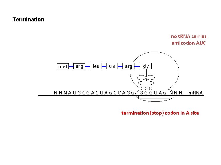 Termination no t. RNA carries anticodon AUC met arg leu ala arg gly CCC