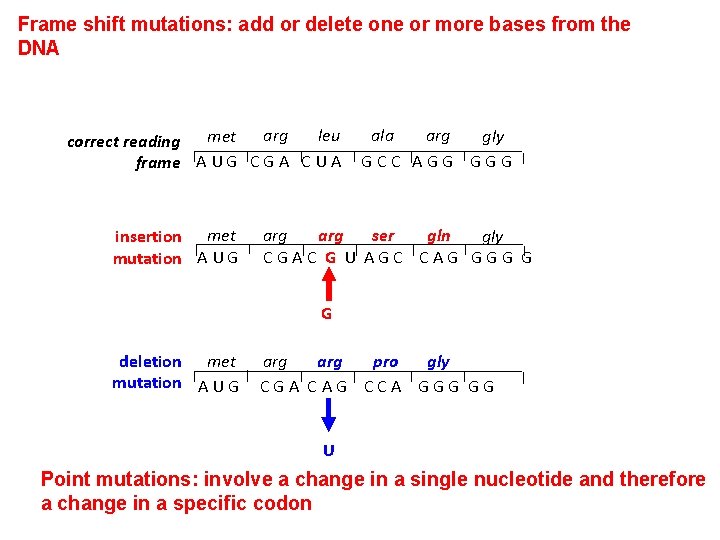 Frame shift mutations: add or delete one or more bases from the DNA arg