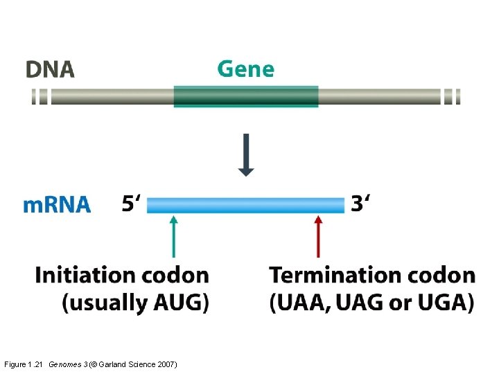 Figure 1. 21 Genomes 3 (© Garland Science 2007) 