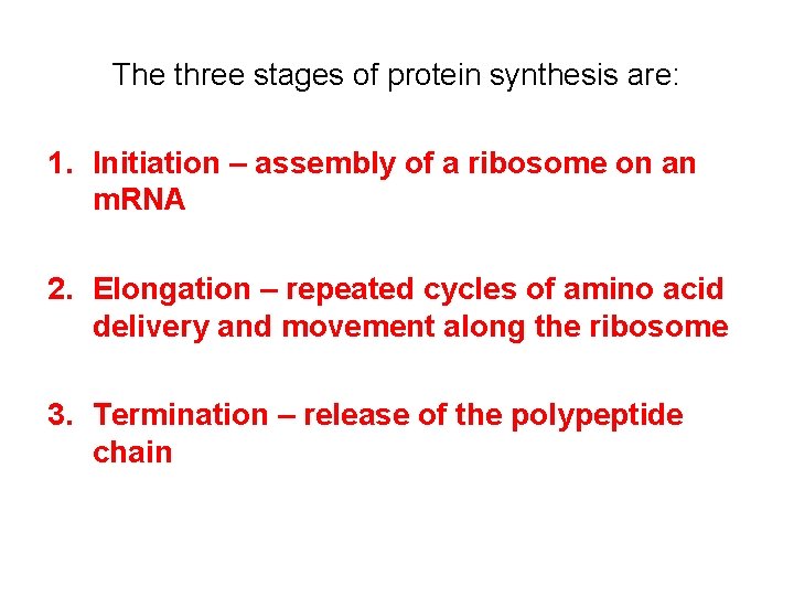 The three stages of protein synthesis are: 1. Initiation – assembly of a ribosome
