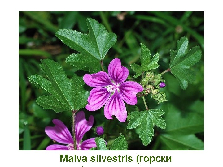 Malva silvestris (горски 