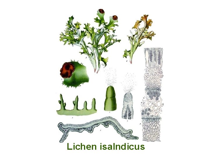 Lichen isalndicus 