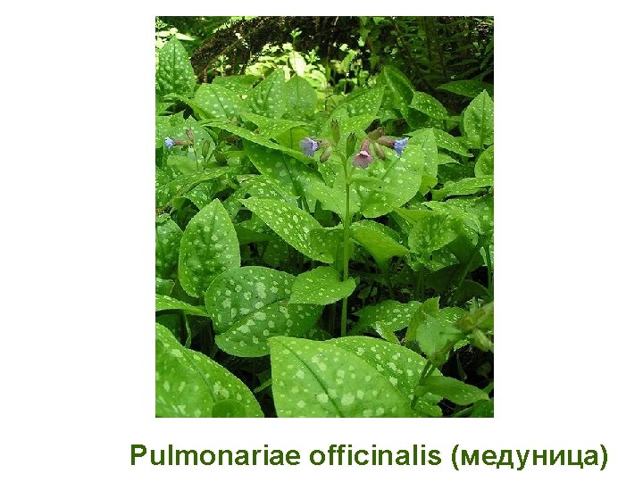 Pulmonariae officinalis (медуница) 