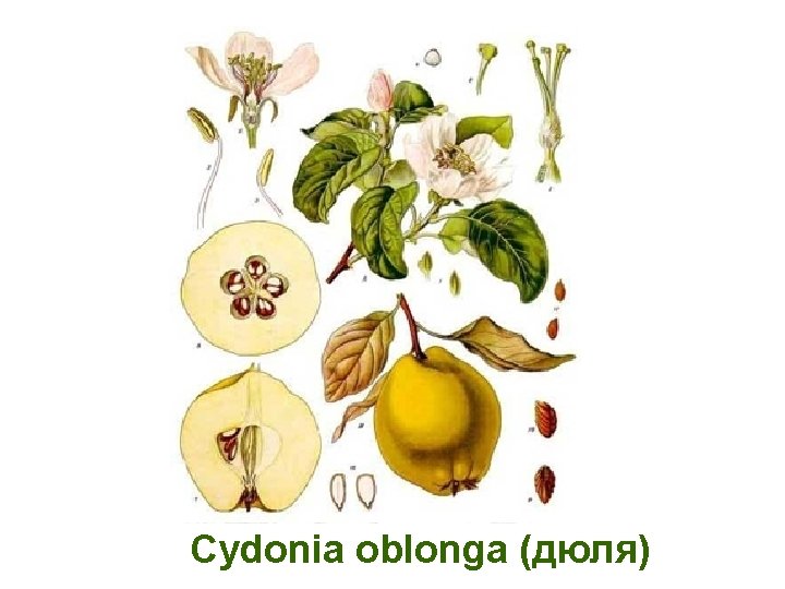 Cydonia oblonga (дюля) 