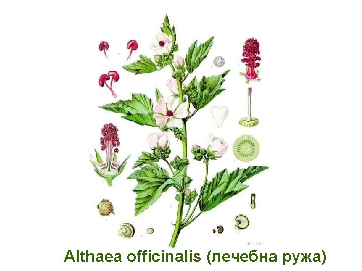Althaea officinalis (лечебна ружа) 