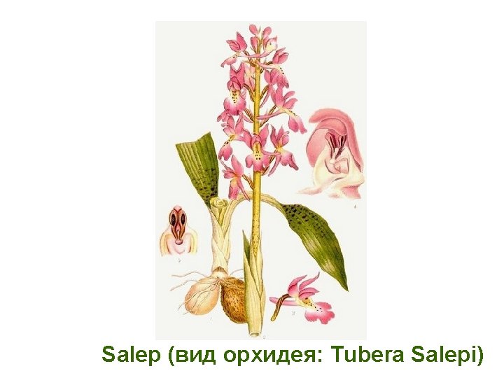 Salep (вид орхидея: Tubera Salepi) 