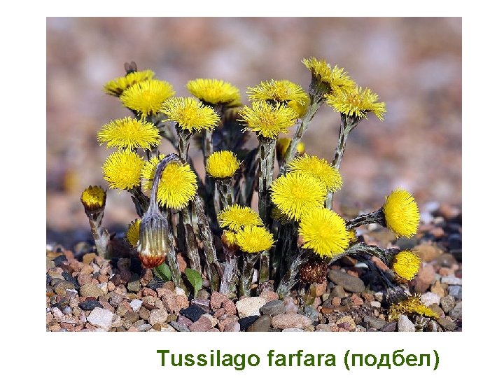 Tussilago farfara (подбел) 