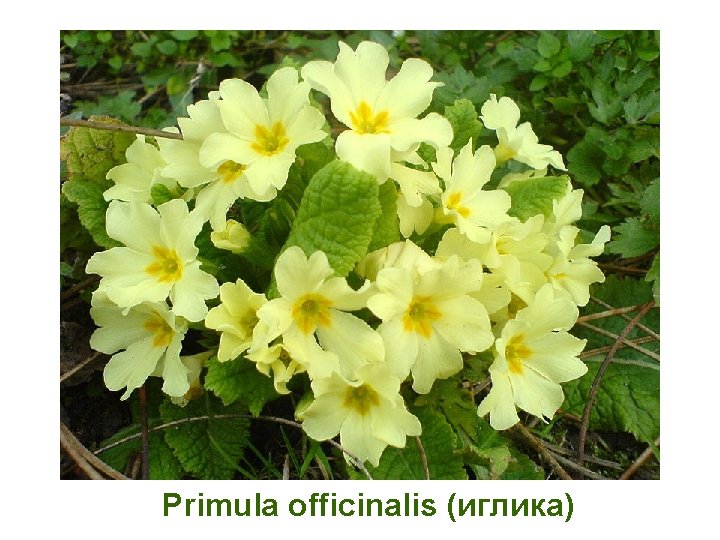 Primula officinalis (иглика) 