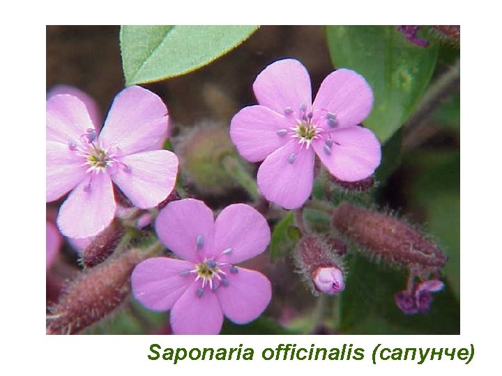 Saponaria officinalis (сапунче) 