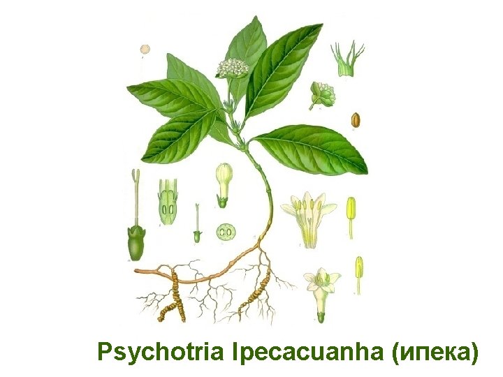 Psychotria Ipecacuanha (ипека) 