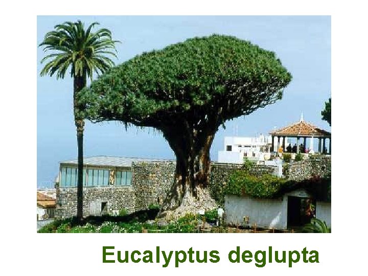 Eucalyptus deglupta 