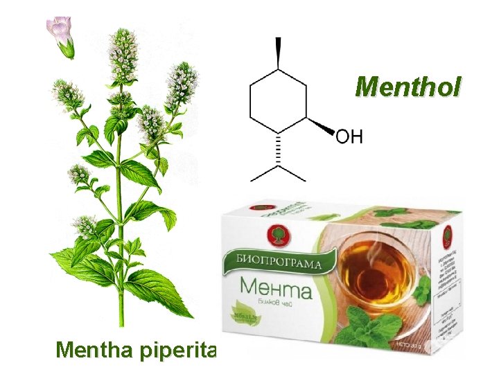 Menthol Mentha piperita 