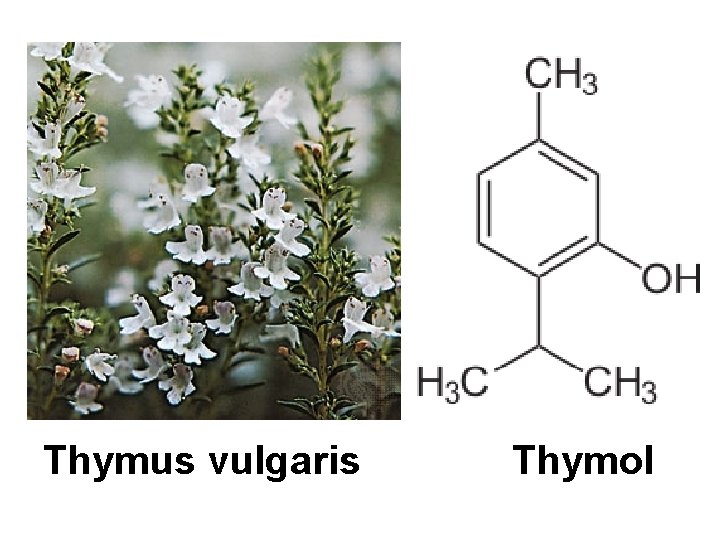 Thymus vulgaris Thymol 