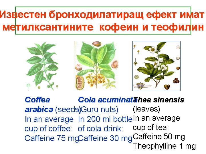 Известен бронходилатиращ ефект имат метилксантините кофеин и теофилин Thea sinensis Coffea Cola acuminata (leaves)