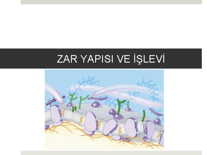 ZAR YAPISI VE İŞLEVİ 