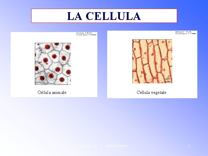 LA CELLULA Cellula animale Cellula vegetale Classe 5 B - Mazza Enrico 1 