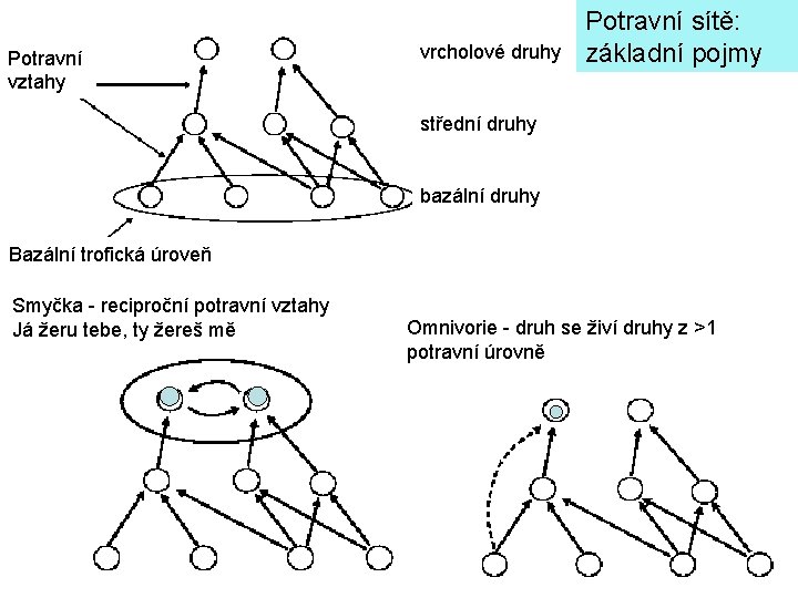 Potravní vztahy vrcholové druhy Potravní sítě: základní pojmy střední druhy bazální druhy Bazální trofická