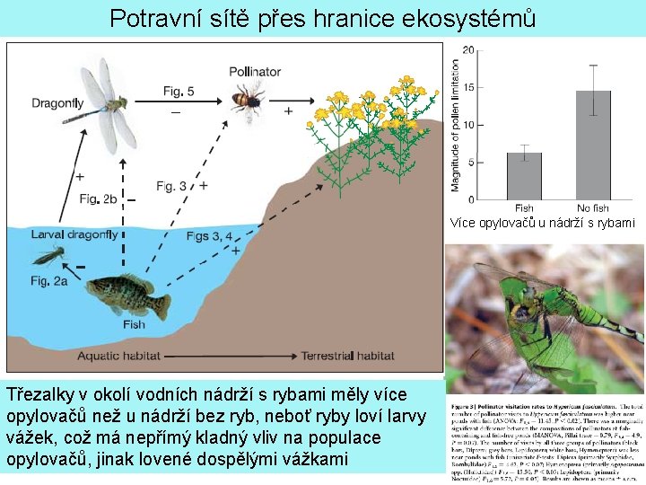 Potravní sítě přes hranice ekosystémů Více opylovačů u nádrží s rybami Třezalky v okolí