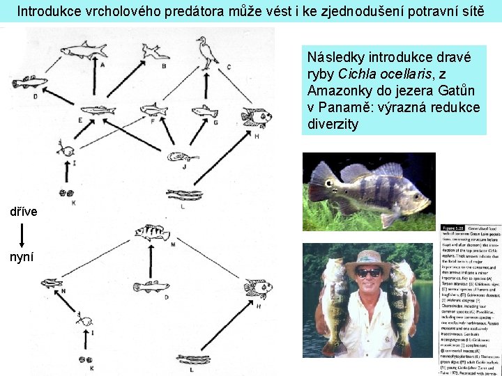 Introdukce vrcholového predátora může vést i ke zjednodušení potravní sítě Následky introdukce dravé ryby