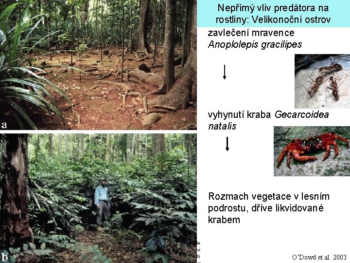 Nepřímý vliv predátora na rostliny: Velikonoční ostrov zavlečení mravence Anoplolepis gracilipes vyhynutí kraba Gecarcoidea