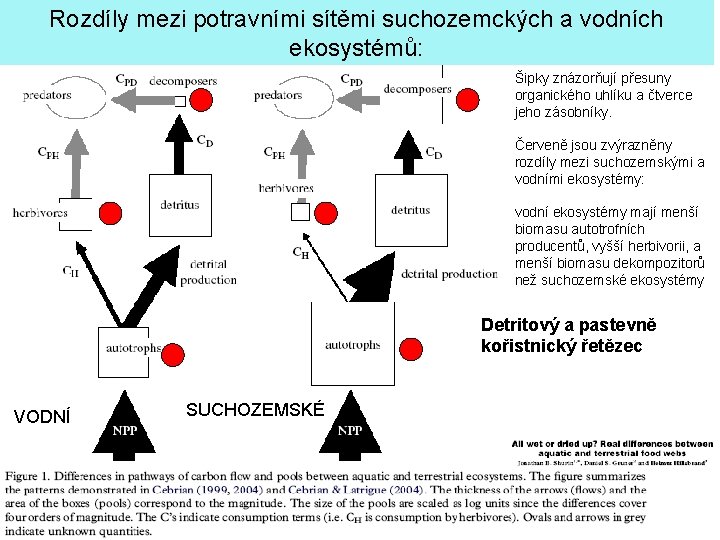 Rozdíly mezi potravními sítěmi suchozemckých a vodních ekosystémů: Šipky znázorňují přesuny organického uhlíku a