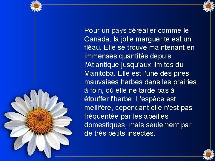 Pour un pays céréalier comme le Canada, la jolie marguerite est un fléau. Elle