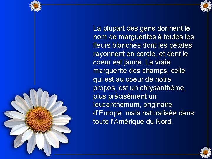 La plupart des gens donnent le nom de marguerites à toutes les fleurs blanches