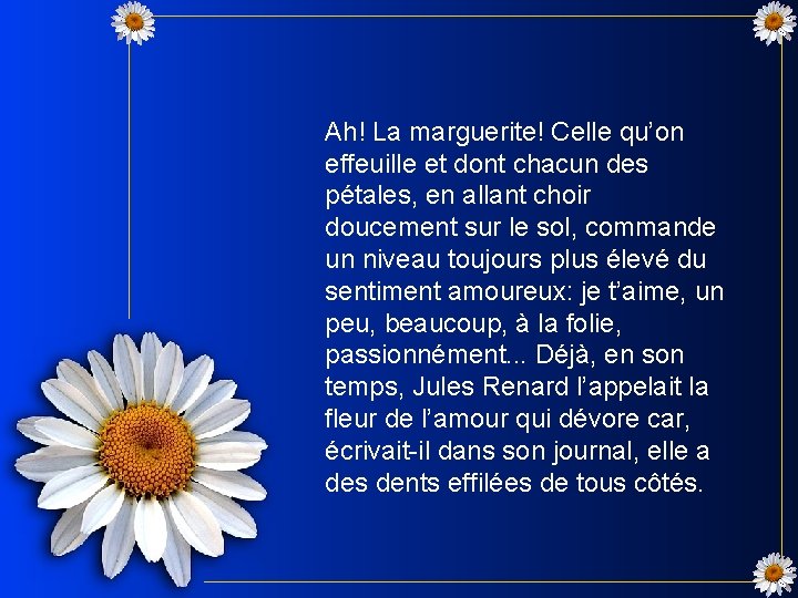 Ah! La marguerite! Celle qu’on effeuille et dont chacun des pétales, en allant choir