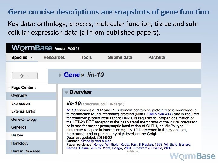 Gene concise descriptions are snapshots of gene function Key data: orthology, process, molecular function,