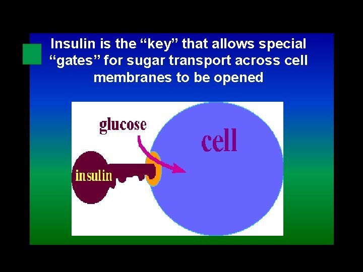 Insulin is the “key” that allows special “gates” for sugar transport across cell membranes