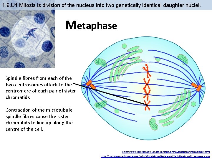 1. 6. U 1 Mitosis is division of the nucleus into two genetically identical