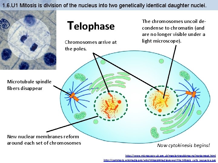 1. 6. U 1 Mitosis is division of the nucleus into two genetically identical