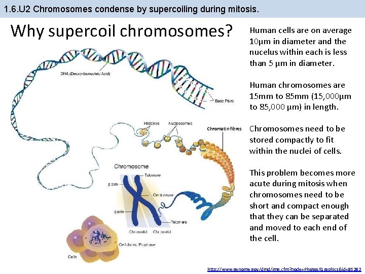 1. 6. U 2 Chromosomes condense by supercoiling during mitosis. Why supercoil chromosomes? Human
