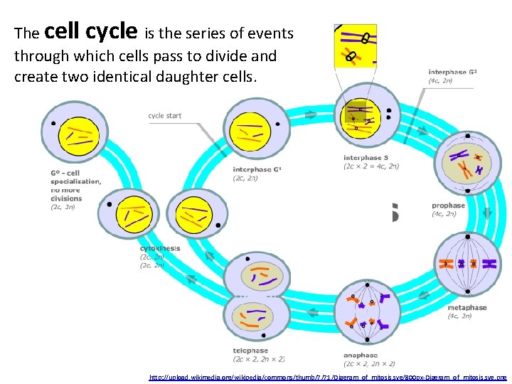 The cell cycle is the series of events through which cells pass to divide