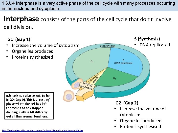 1. 6. U 4 Interphase is a very active phase of the cell cycle