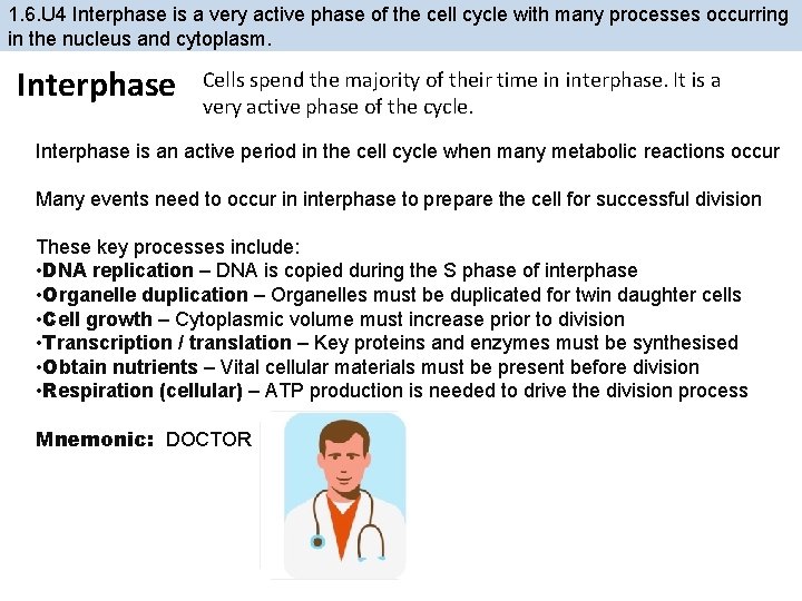 1. 6. U 4 Interphase is a very active phase of the cell cycle