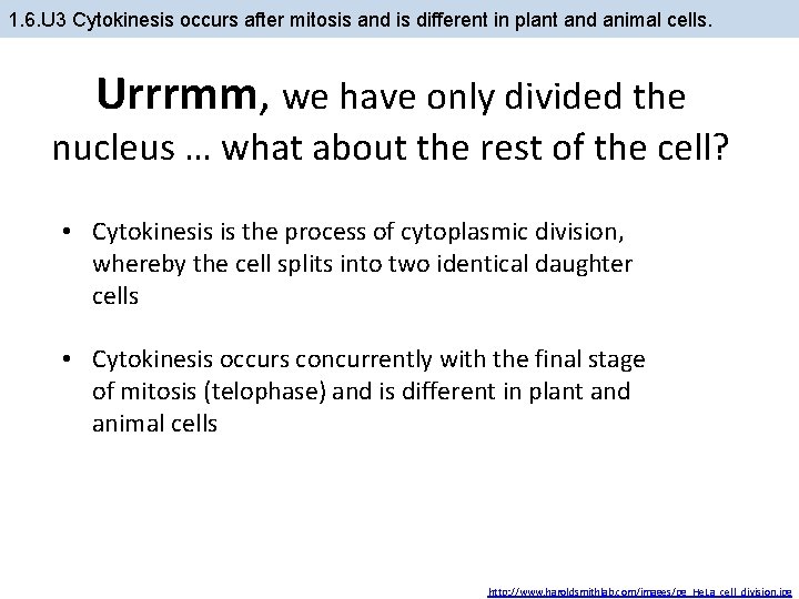 1. 6. U 3 Cytokinesis occurs after mitosis and is different in plant and