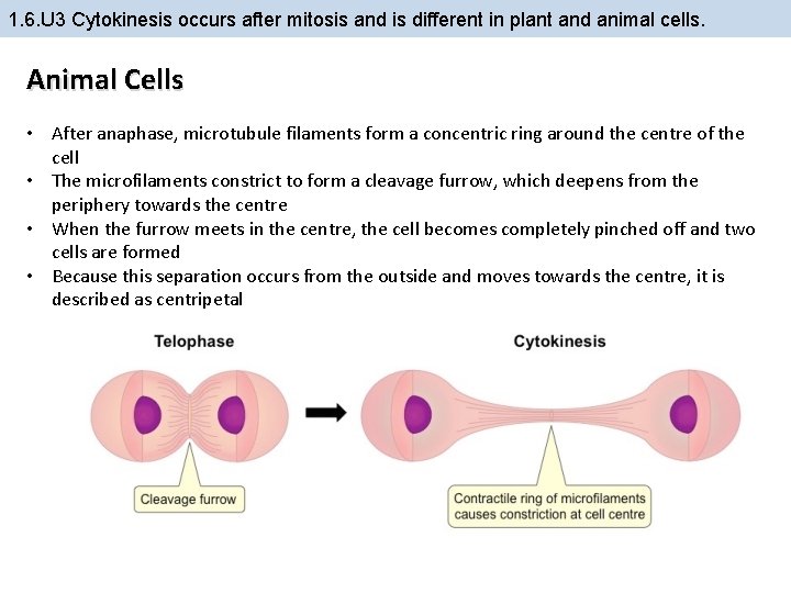 1. 6. U 3 Cytokinesis occurs after mitosis and is different in plant and