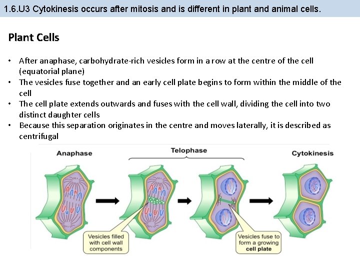 1. 6. U 3 Cytokinesis occurs after mitosis and is different in plant and