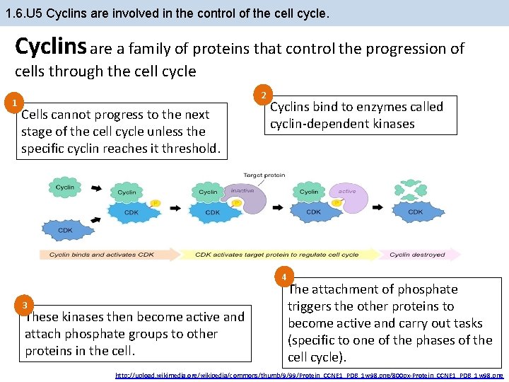 1. 6. U 5 Cyclins are involved in the control of the cell cycle.