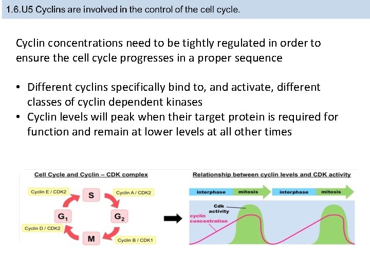 Cyclin concentrations need to be tightly regulated in order to ensure the cell cycle