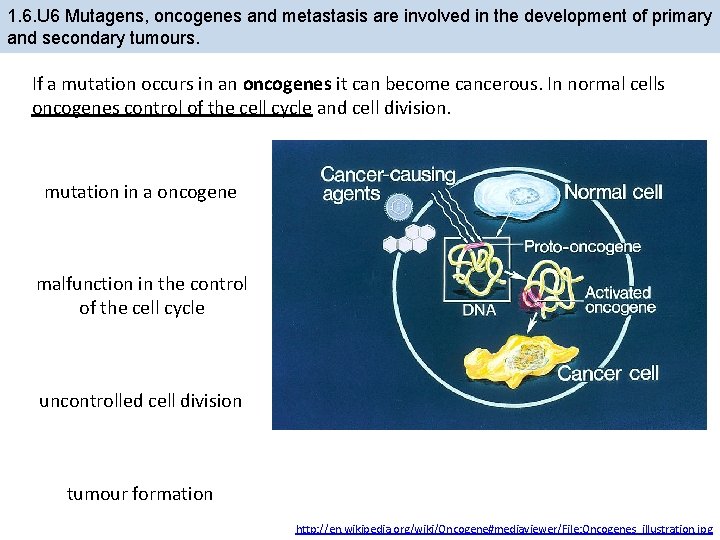 1. 6. U 6 Mutagens, oncogenes and metastasis are involved in the development of