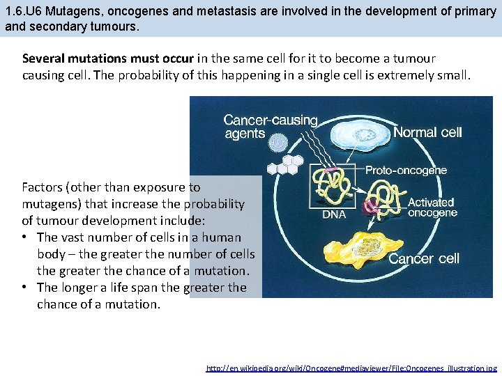 1. 6. U 6 Mutagens, oncogenes and metastasis are involved in the development of