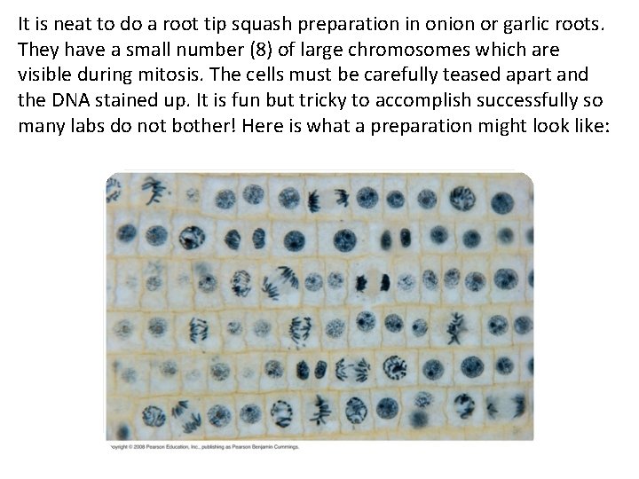 It is neat to do a root tip squash preparation in onion or garlic