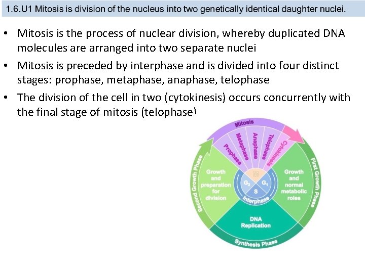  • Mitosis is the process of nuclear division, whereby duplicated DNA molecules are