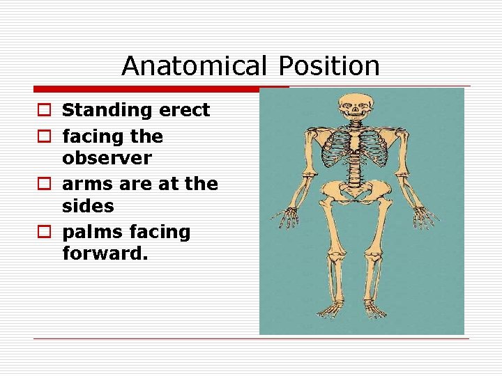Anatomical Position o Standing erect o facing the observer o arms are at the