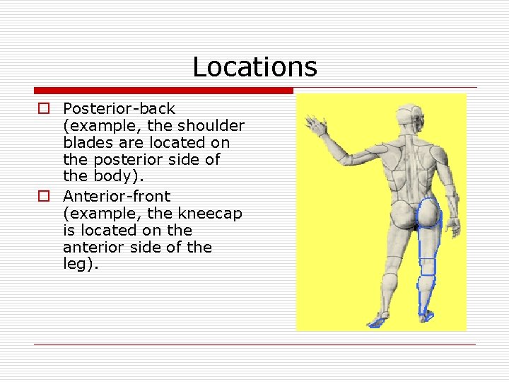 Locations o Posterior-back (example, the shoulder blades are located on the posterior side of