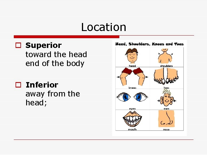 Location o Superior toward the head end of the body o Inferior away from